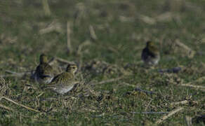 European Golden Plover