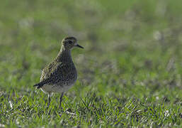 European Golden Plover