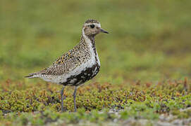 European Golden Plover