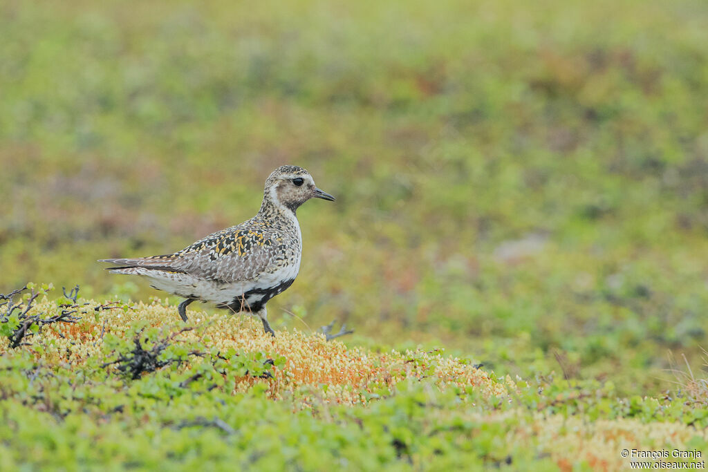 European Golden Plover