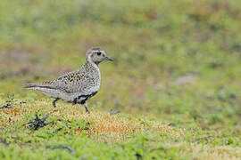 European Golden Plover