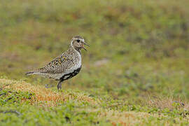 European Golden Plover