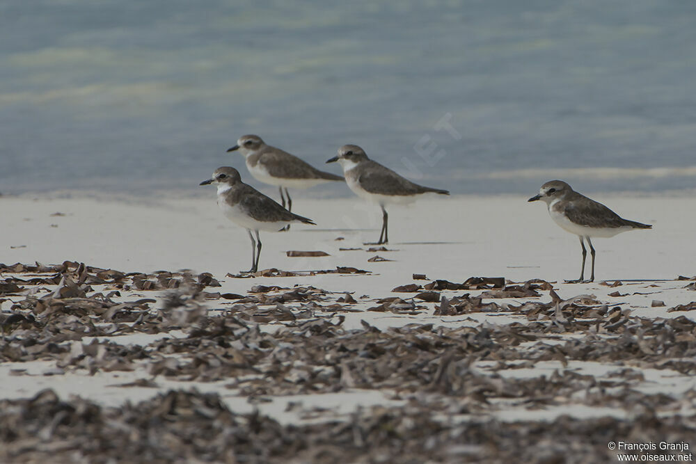 Tibetan Sand Ploveradult