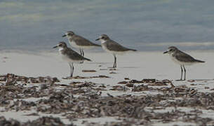 Tibetan Sand Plover