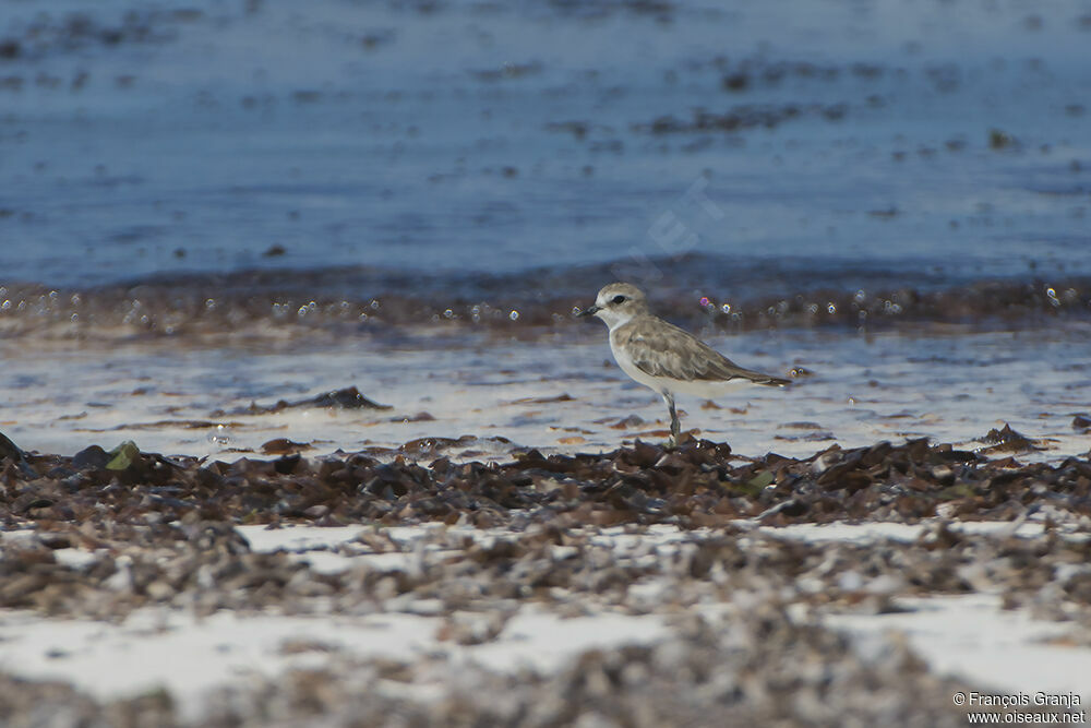 Tibetan Sand Ploveradult