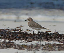 Tibetan Sand Plover