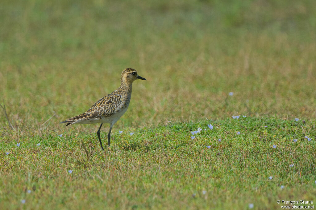 Pacific Golden Plover