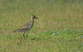 Pacific Golden Plover