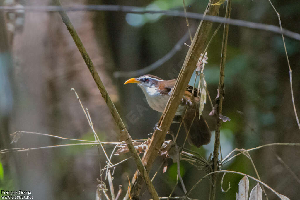 Sri Lanka Scimitar Babbleradult, habitat, pigmentation