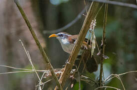 Sri Lanka Scimitar Babbler