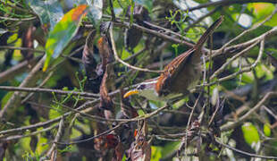 Sri Lanka Scimitar Babbler