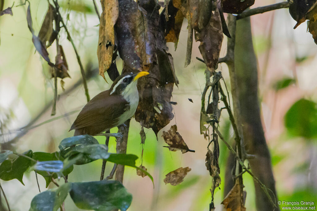 Sri Lanka Scimitar Babbler