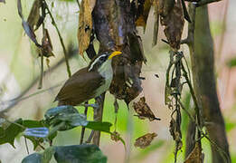 Sri Lanka Scimitar Babbler