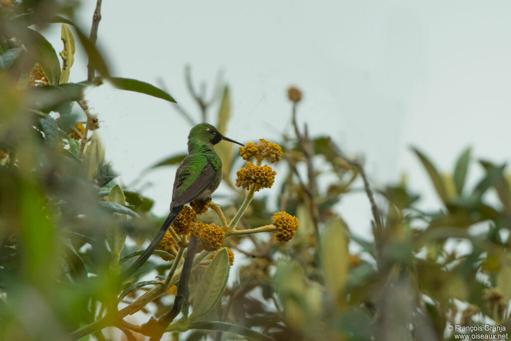 Black-tailed Trainbearer