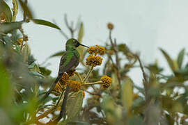 Black-tailed Trainbearer