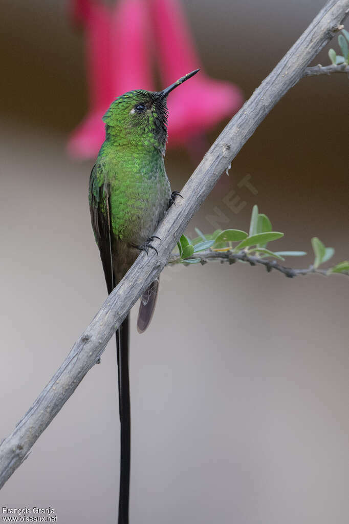 Green-tailed Trainbearer male adult, identification