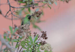 Green-tailed Trainbearer