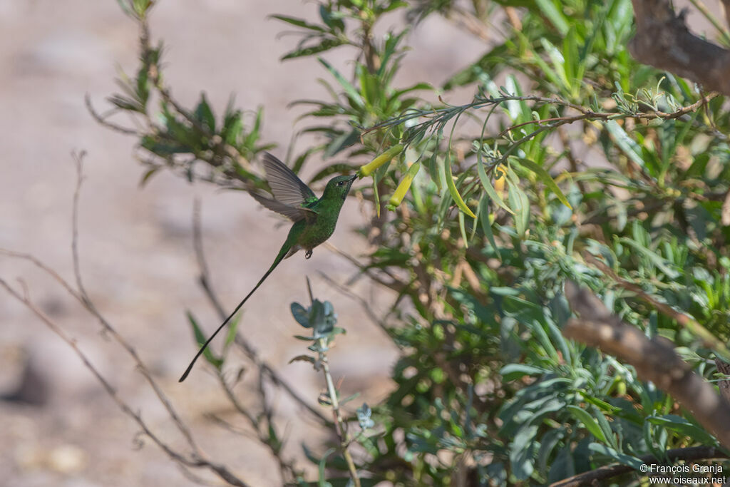 Green-tailed Trainbearer