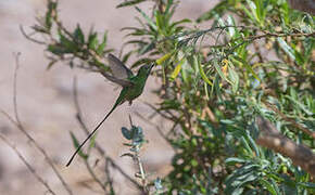 Green-tailed Trainbearer