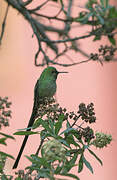 Green-tailed Trainbearer