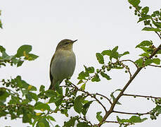 Willow Warbler