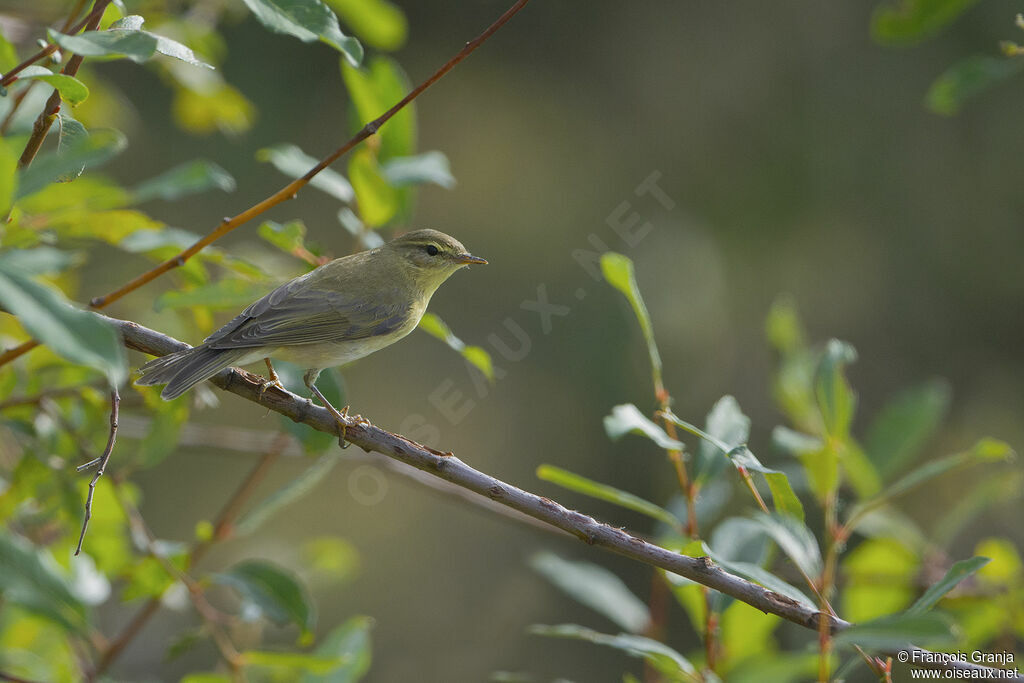 Willow Warbler