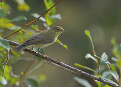 Willow Warbler