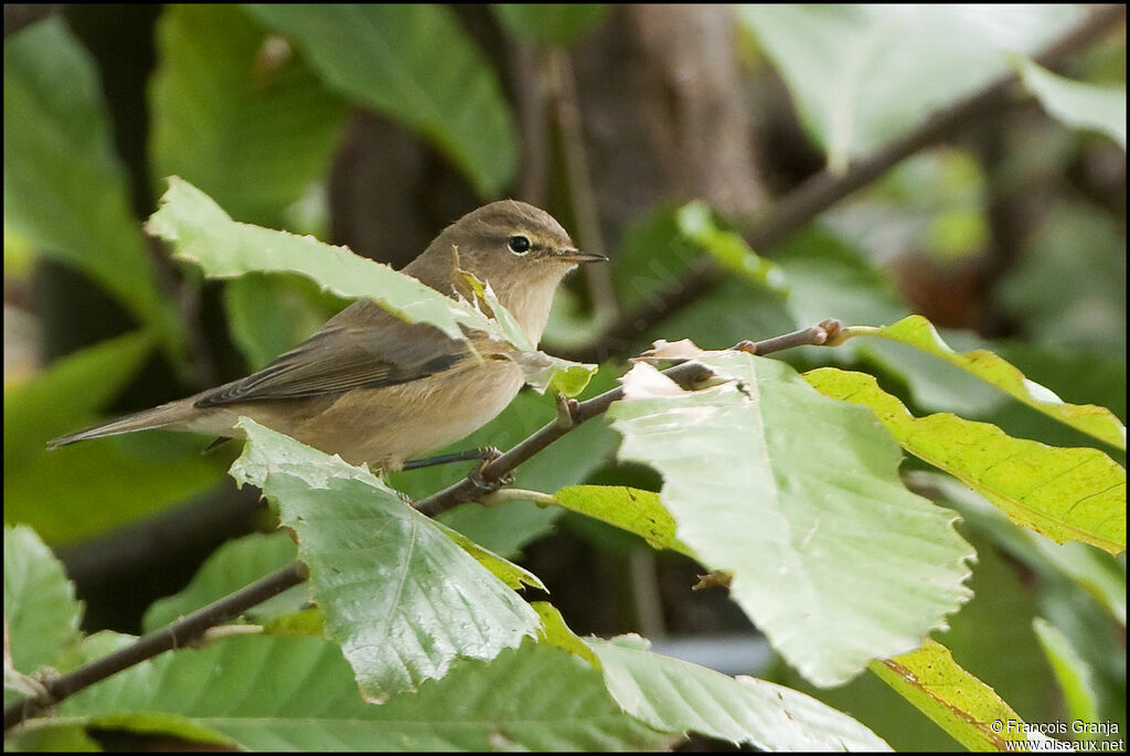 Common Chiffchaffadult