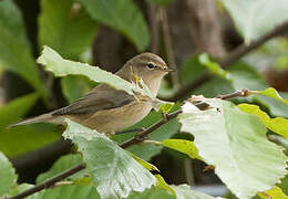 Common Chiffchaff