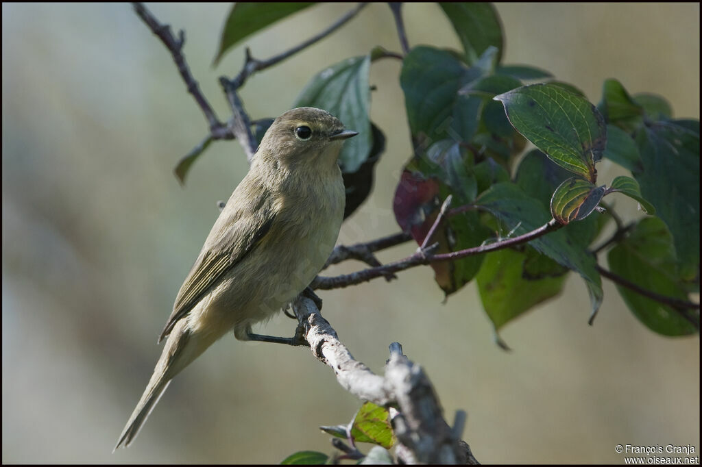 Common Chiffchaffadult