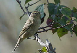 Common Chiffchaff