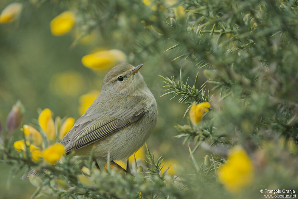 Common Chiffchaffadult