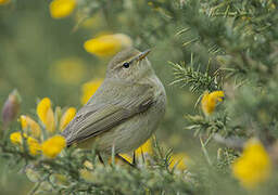 Common Chiffchaff