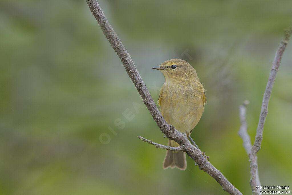 Common Chiffchaff