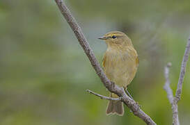 Common Chiffchaff