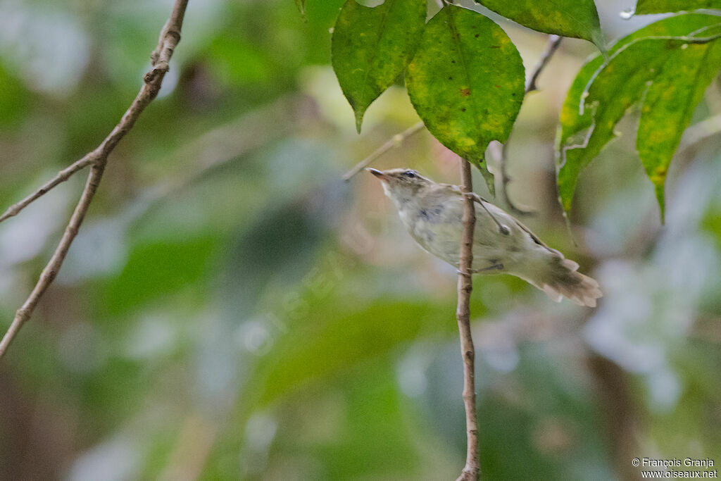 Greenish Warbler