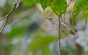 Greenish Warbler