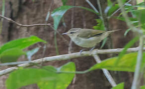 Greenish Warbler