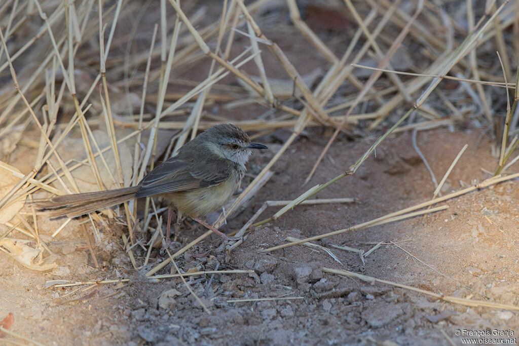 Prinia à plastron