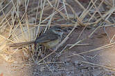 Prinia à plastron