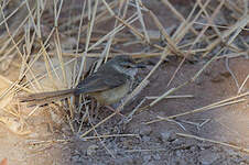 Prinia à plastron