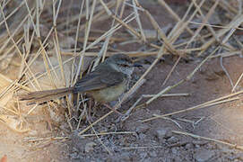 Black-chested Prinia