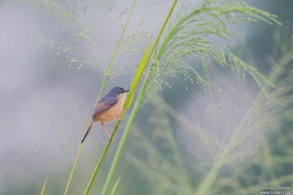 Ashy Prinia