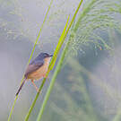 Prinia cendrée