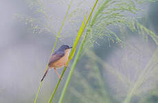 Prinia cendrée