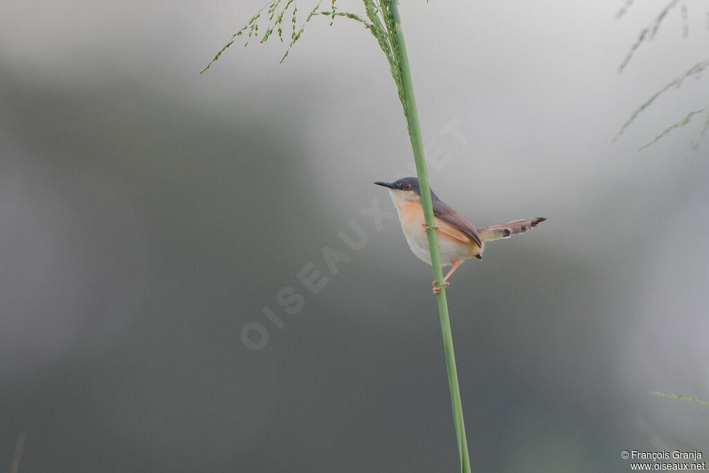 Prinia cendrée