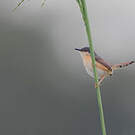 Prinia cendrée