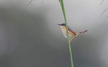 Prinia cendrée