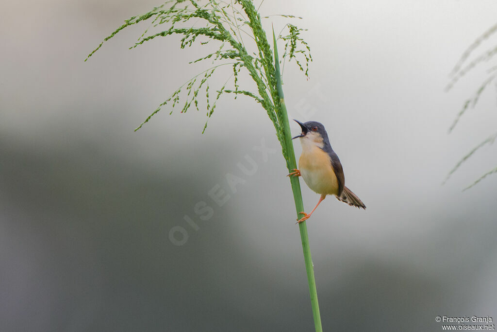 Ashy Prinia