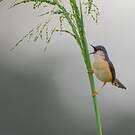 Prinia cendrée